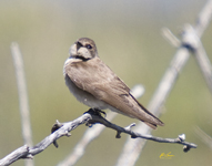 Northern Rough winged Swallow 